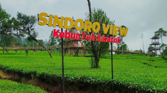 Wisata Kebun teh Sikatok Wonosobo.