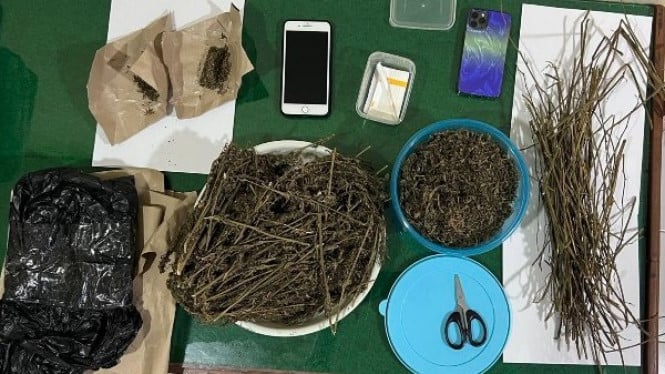 Polres Salatiga Sita Barang Bukti 0,5 Kg Ganja