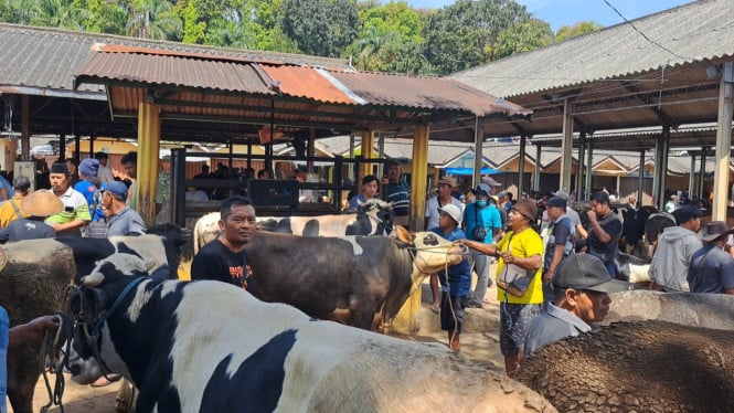 Ramai, Perdagangan Sapi Dan Kambing Di Pasar Pon Ambarawa Jelang Idul Adha