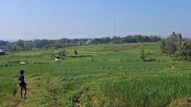 Penggunaan Drone Membantu Petani Merawat Lahan Pertanian Di Suruh, Kab. Semarang