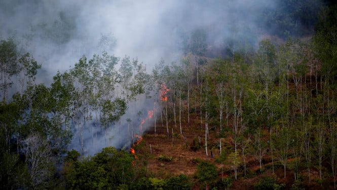 Ilustrasi kebakaran hutan dan lahan.