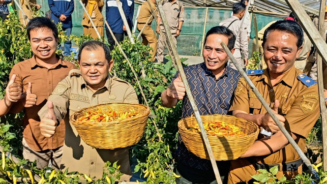 Pemkab Semarang Bersama Petani Milenial Panen Cabai Di Sumowono, Kab Semarang