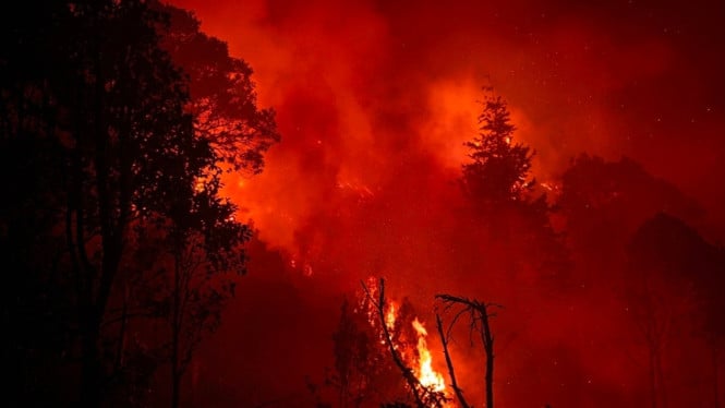 Kebakaran hutan melanda Gunung Pakuwojo Dieng, Wonosobo.