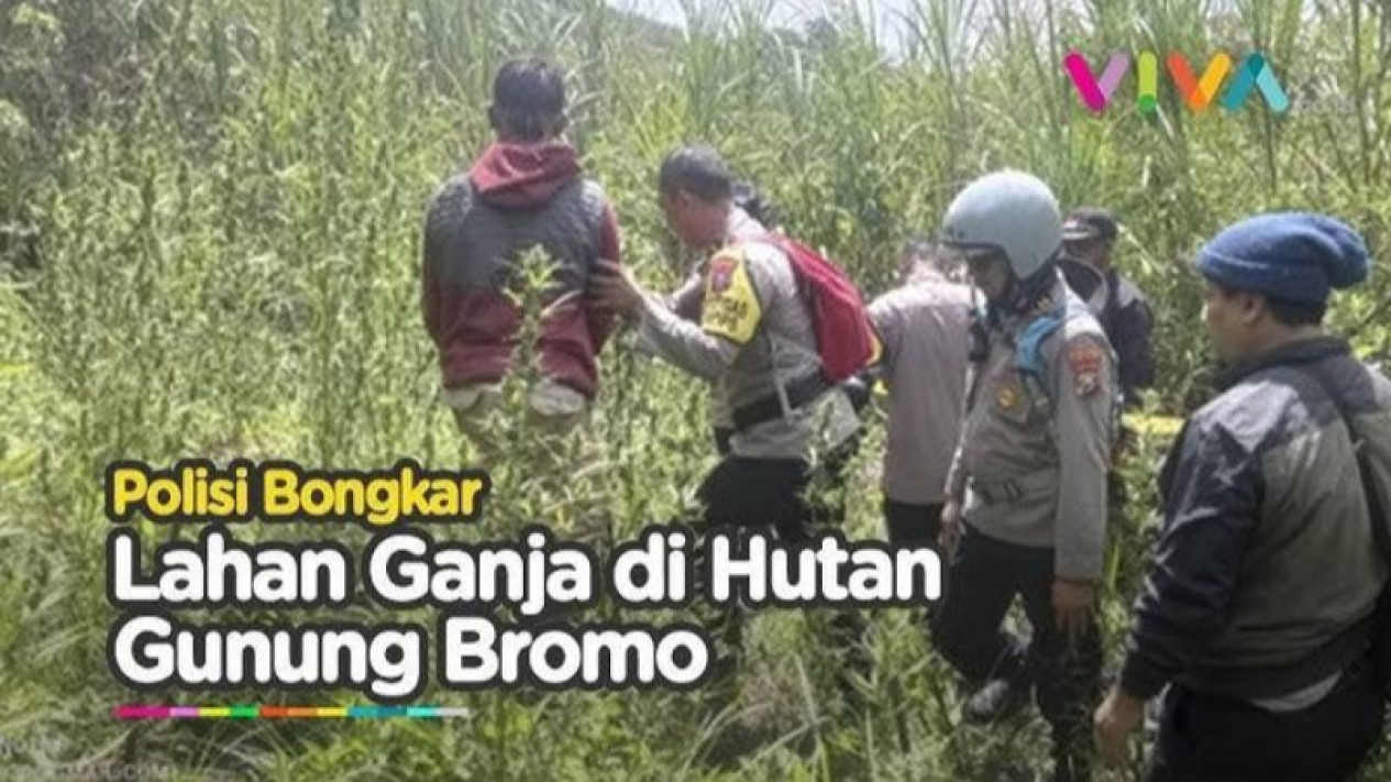 Potret tangkapan layar temuan ladang ganja
