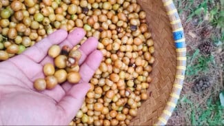 Kopi Pinogu Khas Gorontalo, Jadi Favorit Ratu Wilhelmina