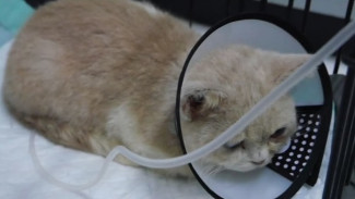 Nasib Tragis Kucing Uya Kuya Usai Penjarahan, Kini Terbaring di Puskeswan Jakarta