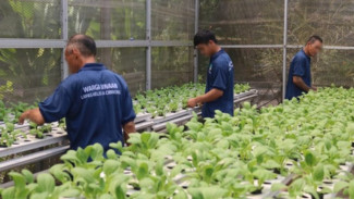 Dukung Ketahanan Pangan, Bukti Loyalitas Napi Lapas Cibinong untuk Negeri