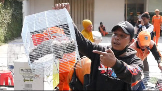 Ratusan Kios Pedagang Hewan di Barito Dibongkar, Pedagang Menangis dan Lakukan Aksi Protes