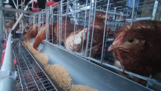 Kementan Gandeng IJTI Depok Dukung Ketahanan Pangan Berbasis Ayam Petelur