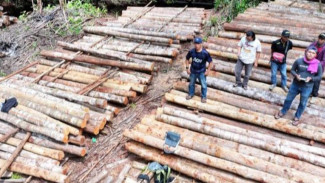 Gakkum KLHK Gagalkan Peredaran Kayu Ilegal di Ketapang Kalbar