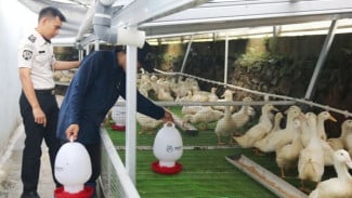 Bekali Napi Jadi Peternak: Lapas Cibinong Sukses Hasilkan 2,4 Ton Bebek Pedaging Tiap Bulan