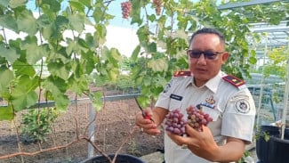 Panen Anggur di Lapas Surabaya, Bukti Sipir Penjara Sukses Latih Napi Jadi Petani