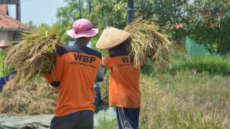 Program Pertanian Lapas Terbuka Kendal Berkembang Pesat, Kini Hasilkan 1 Ton Gabah Kering