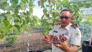 Melongok Kolaborasi Sipir dan Napi Sulap 'Lahan Tidur' Lapas Surabaya Jadi Area Produktif