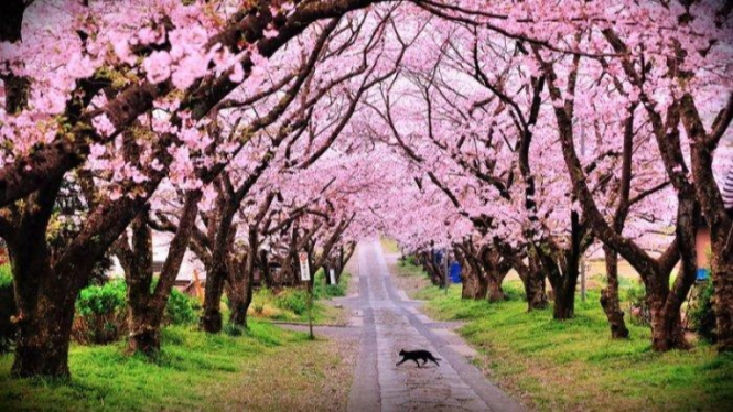 Taman bunga sakura cibodas
