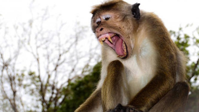 Ilustrasi serangan monyet liar