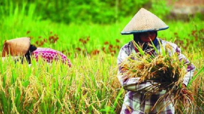 Ilustrasi petani. Kementan taruh perhatian khusus