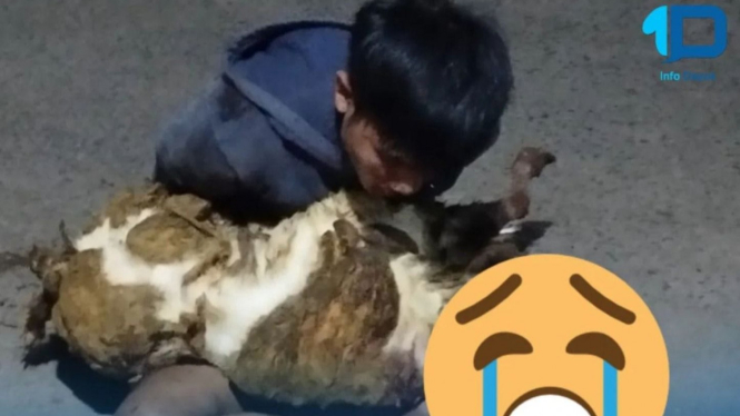 pencuri kambing dengan modus potong dikandang lalu meninggalkan jeroan