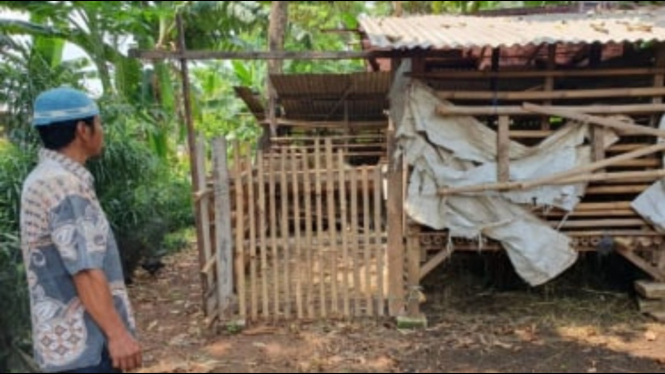 Pencurian kambing di depok