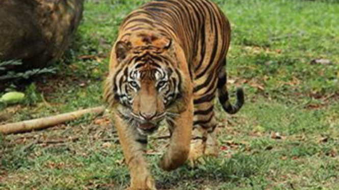 Potrer Ilustrasi Harimau Sumatera