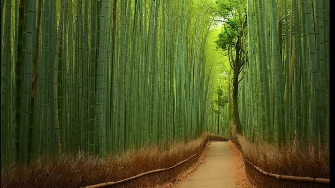 Hutan bambu di Tiongkok