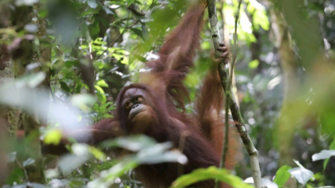 Balai Besar Taman Nasional Betung Kerihun Melepasliarkan Orangutan