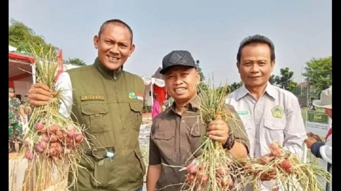 Supian Suri Panen Bawang di Lahan Urban Farming Juanda Depok