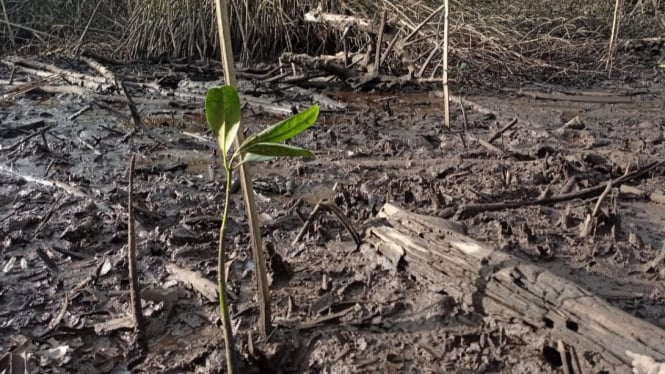 BRGM Rehabilitasi Hutan Mangrove di Desa Batu Ampar