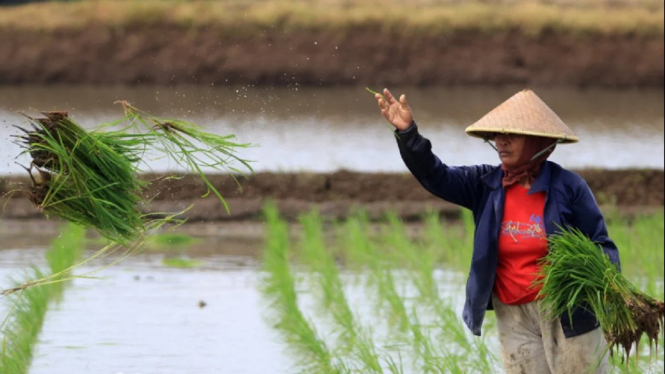 Petani tanam padi