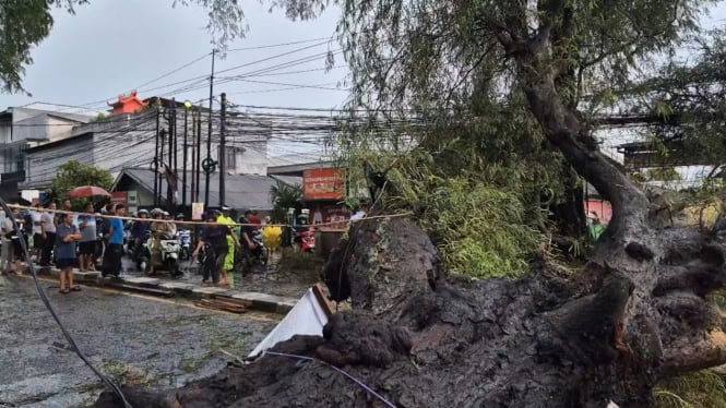 Pohon Mahoni tumbang di Jalan Raya Bogor, Depok, Jawa Barat