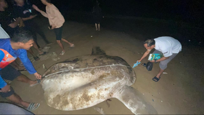 Viral Ikan Mola Mola Terdampar di Gorontalo