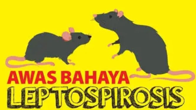 Ilustrasi bahaya leptospirosis