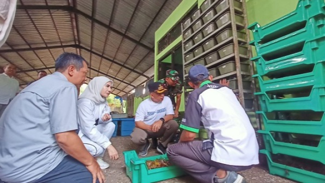 Budidaya maggot, siasat Depok atasi sampah