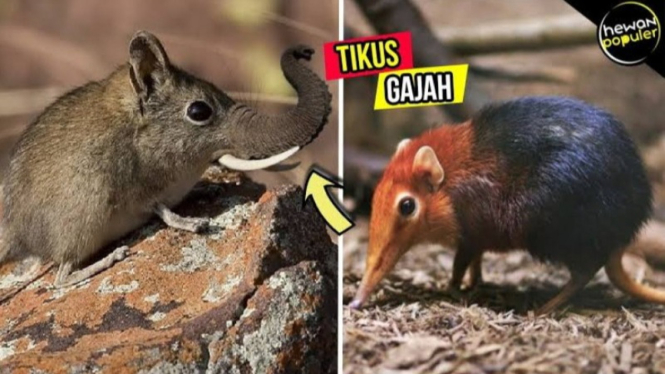 Potret tangkapan layar tikus gajah Somalia