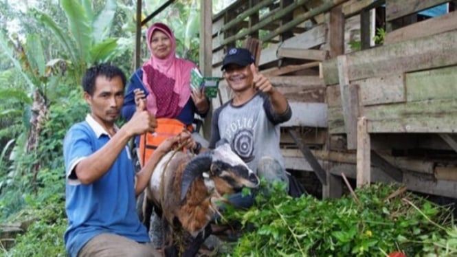Kisah Uceng jadi peternak domba.