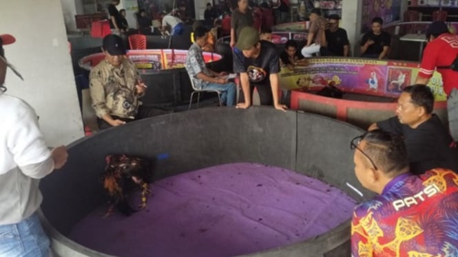 Turnamen ayam tangkas PATSI bukan sabung ayam