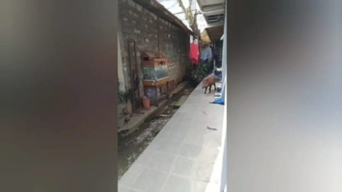Warga Pejaten Barat, Jakarta Selatan Resah Adanya Babi Hutan Lepas