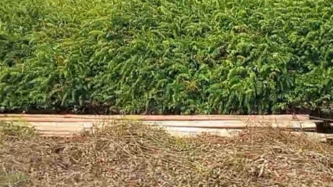 Ratusan Kayu Cerucuk Diduga Hasil Pembabatan Hutan Lindung
