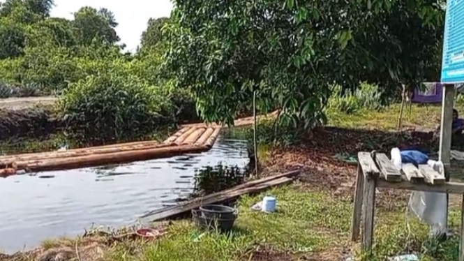 Ratusan Kayu Cerucuk Diduga Hasil Pembabatan Hutan Lindung