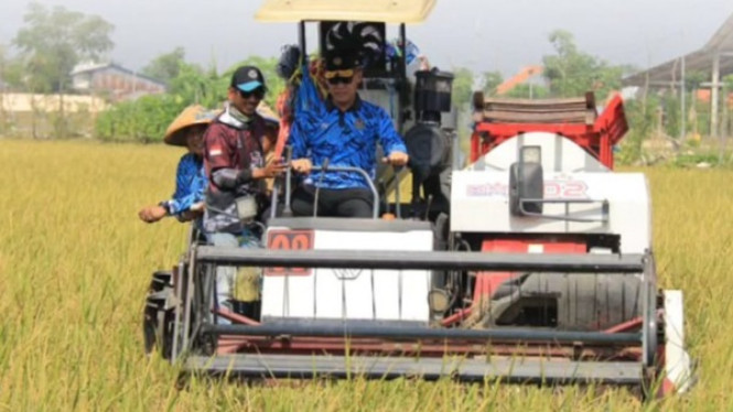 Panen raya di Lapas Lamongan, Jawa Timur