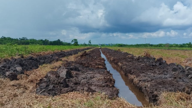 Lahan Seluas 6 Hektare di Desa Dabung Diduga di Area Hutan Lindung