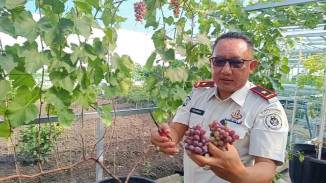 Kepala Lapas Surabaya Sohibur Rachman panen anggur