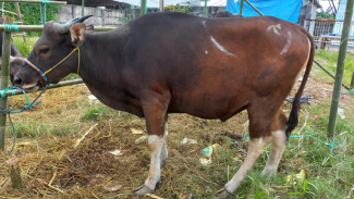 Wabah Penyakit Mulut dan Kuku Serang Hewan di Makassar