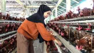 Peternak Ayam di Gowa Keluhkan Harga Pakan Naik