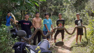 Mengerikan, Ular Piton Panjang 8 Meter dan Berukuran Besar Menggigit Seorang Petani di Gowa