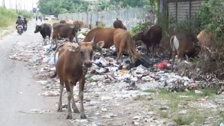Waspada Sapi Kurban Makan Sampah, Ini Bahayanya Untuk Kesehatan