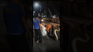 Ular Piton Melintas Depan Mapolres Sinjai, Warga Diminta Waspada, Ini Alasannya