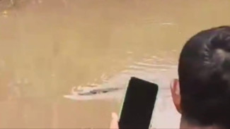 Ada Buaya Dua Meter Muncul di Sungai di Gowa, Bahkan Ternak Warga Dimangsa