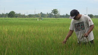 Harga Pestisida Mahal, Petani Gowa Kesulitan Tangani Hama Wereng