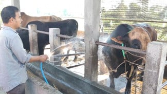 Sapi Presiden Prabowo Jenis Limousin di Gowa Dimandi Setiap Pagi, Bobotnya 900 Kilogram